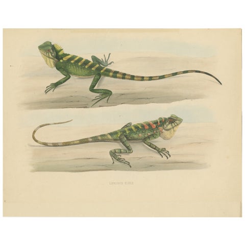 Antique Herpetological Print: Illustration of Green Crested Lizards, 1837