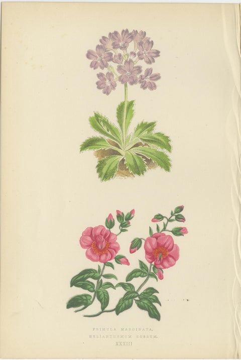 Alpine Botanical Lithograph Pair of Wintergreen and Primrose, 1874, view 3