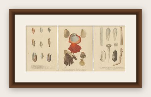 Aquatic Elegance: Molluscan Diversity Illustrated and Hand-Colored in 1849, shown framed