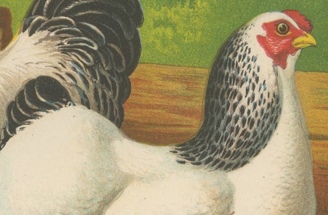 The Regal Light Brahma - A Rare 19th Century Poultry Lithograph, 1888, close-up 3