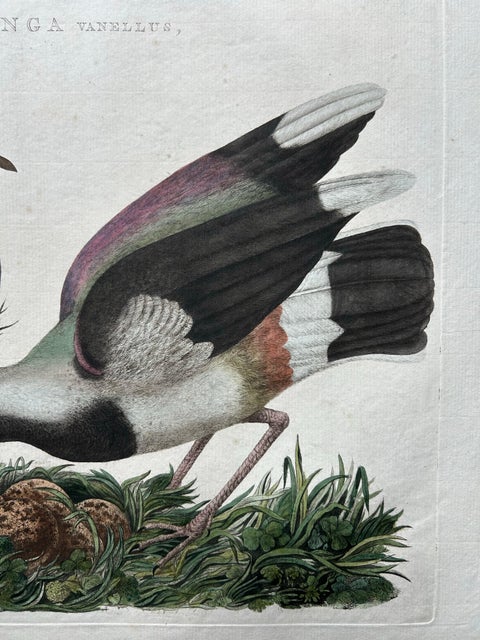 Northern Lapwing, Gavia vulgaris, Tringa vanellus, Nozeman & Sepp, 1770–1829, view 8