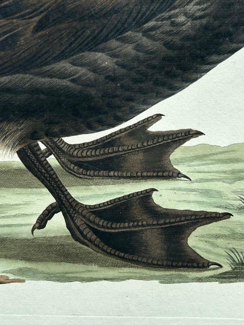 Common Scoter, Antique Bird Print ‘Anas Nigra’ by Nozeman & Sepp, 1770, view 5