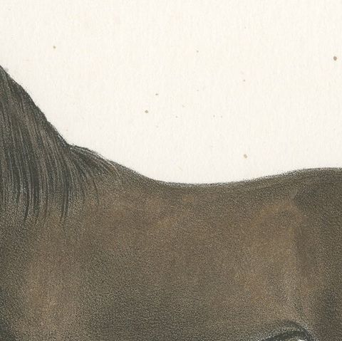 Antique Horse Print of a Persian Stallion, close-up 1