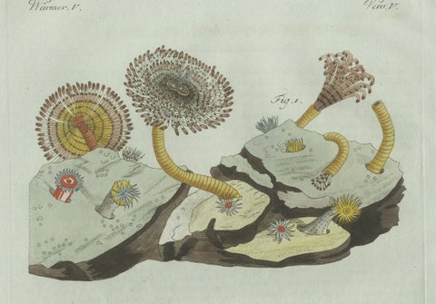 Original Antique Print of Marine Worms and Polyps by Bertuch, 1805, close-up 5