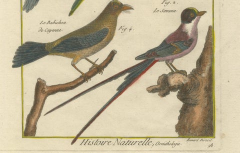 Hand-Colored Engraving of Exotic Tropical Birds from Histoire Naturelle, 1790, close-up 1