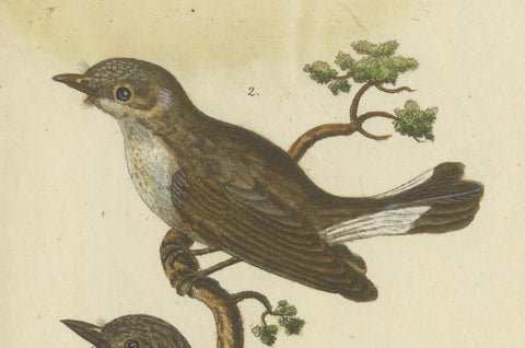 An 18th Century Study of Flycatchers and the Indian Cobra, 1780, close-up 5