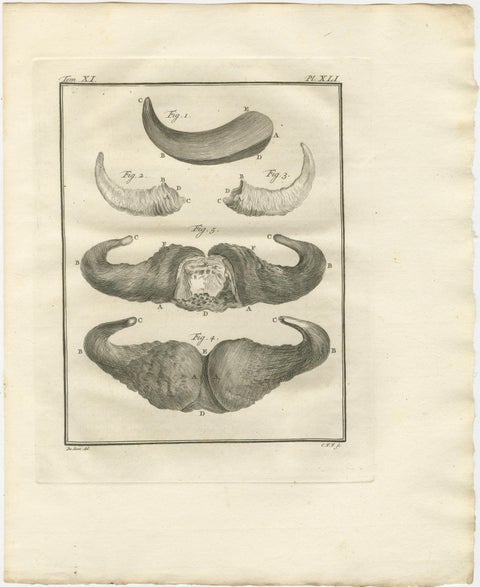 Buffon Ruminant Anatomy Engravings Set of 4, Natural History Plates, 1775, view 5