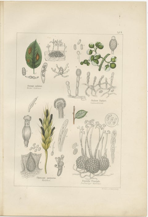 Set of 5 Antique Mycology Prints of Various Fungi, 1875, view 3