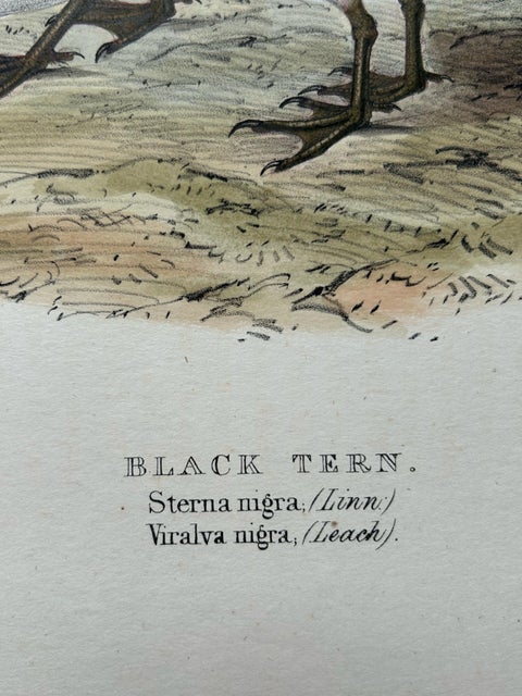 Black Tern, Antique Bird Lithograph by John Gould, c.1832, view 5