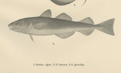 Greenland Cod, Pout and Poor Cod - Intricate Scandinavian Fish Lithograph, 1895, close-up 2