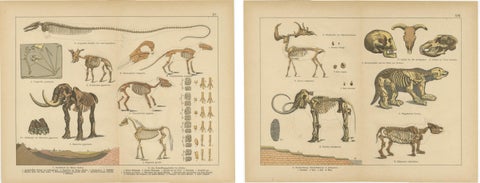 Antique Fossil Mammal Prints, Mastodon, Mammoth & Megatherium, c.1880, view 4