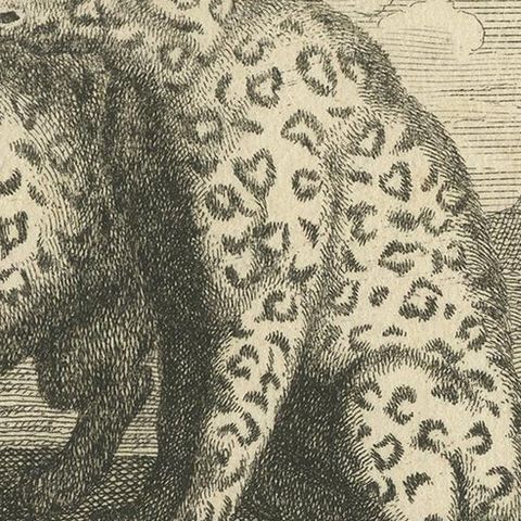 Antique Print of Leopards, c.1760, close-up 2