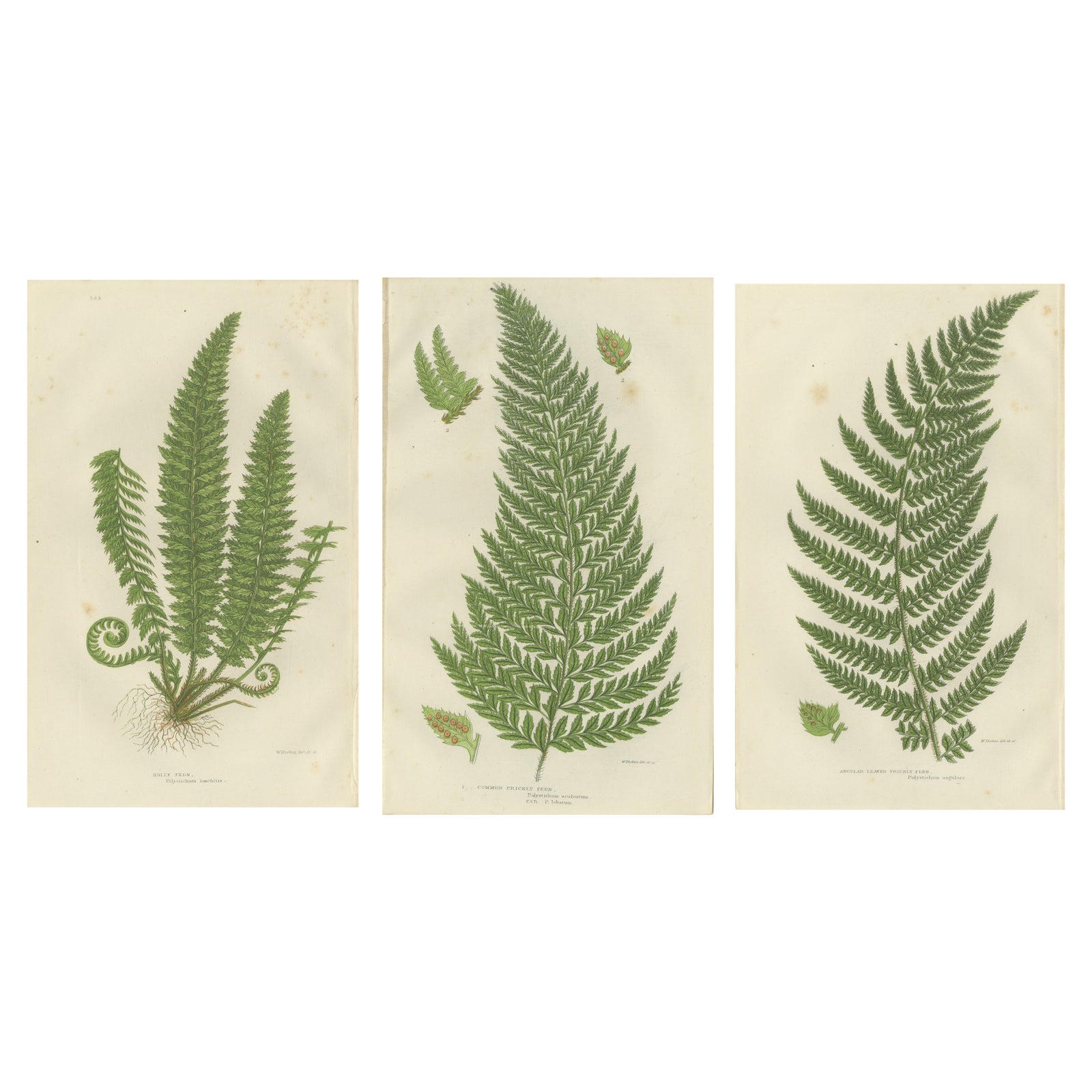 Holly Fern, Common Prickly Fern and Angular-leaved Prickly Fern, Triptych, 1873
