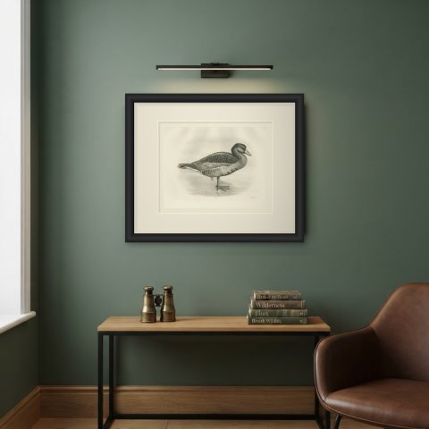 White-fronted Goose Standing in Shallow Water after Lilian Medland, c. 1909, shown framed on a wall