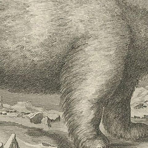 Original Antique Engraving of a Polar Bear by Cook, 1803, close-up 3