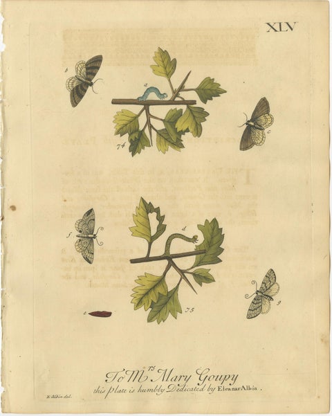 English Moths on Hawthorn Branch, Early 18th-Century Hand-Colored Print, view 9