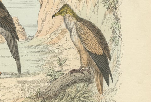Birds of Prey Print: Eagles, Falcons, Owls & Vultures, Antique 1867, close-up 3