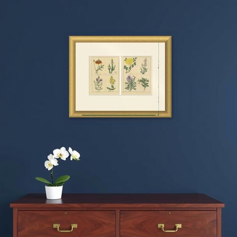 Pair of Hand-Colored Victorian Botanical Prints by B. Maund 1836, shown framed on a wall