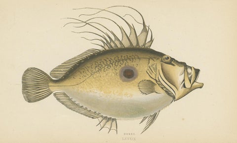 Antique Print of the Dory Fish by J. Couch, circa 1870, view 3
