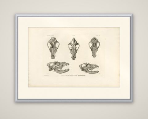 Rare Engraved Prints of Skulls of an Eskimo Dog and The Icelandic SheepDog, 1842, shown framed