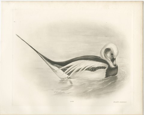 Long-tailed Duck Drake in Winter Plumage after Lilian Medland, c. 1909, view 2