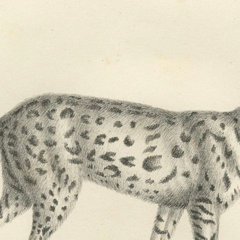 19th-Century Lithograph of the Gentle Cat and the Serval in Elegant Poses, close-up 6