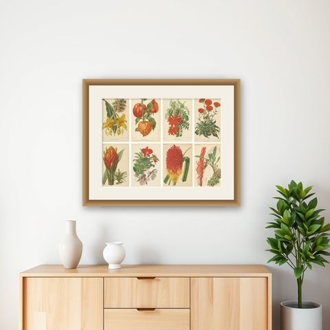 Original Vintage Botanical Illustrations from Revue Horticole, circa 1855, shown framed on a wall