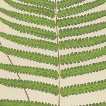 Antique Set of Three Botanical Fern Prints by E.J. Lowe (1868), Aspidium Series, close-up 2