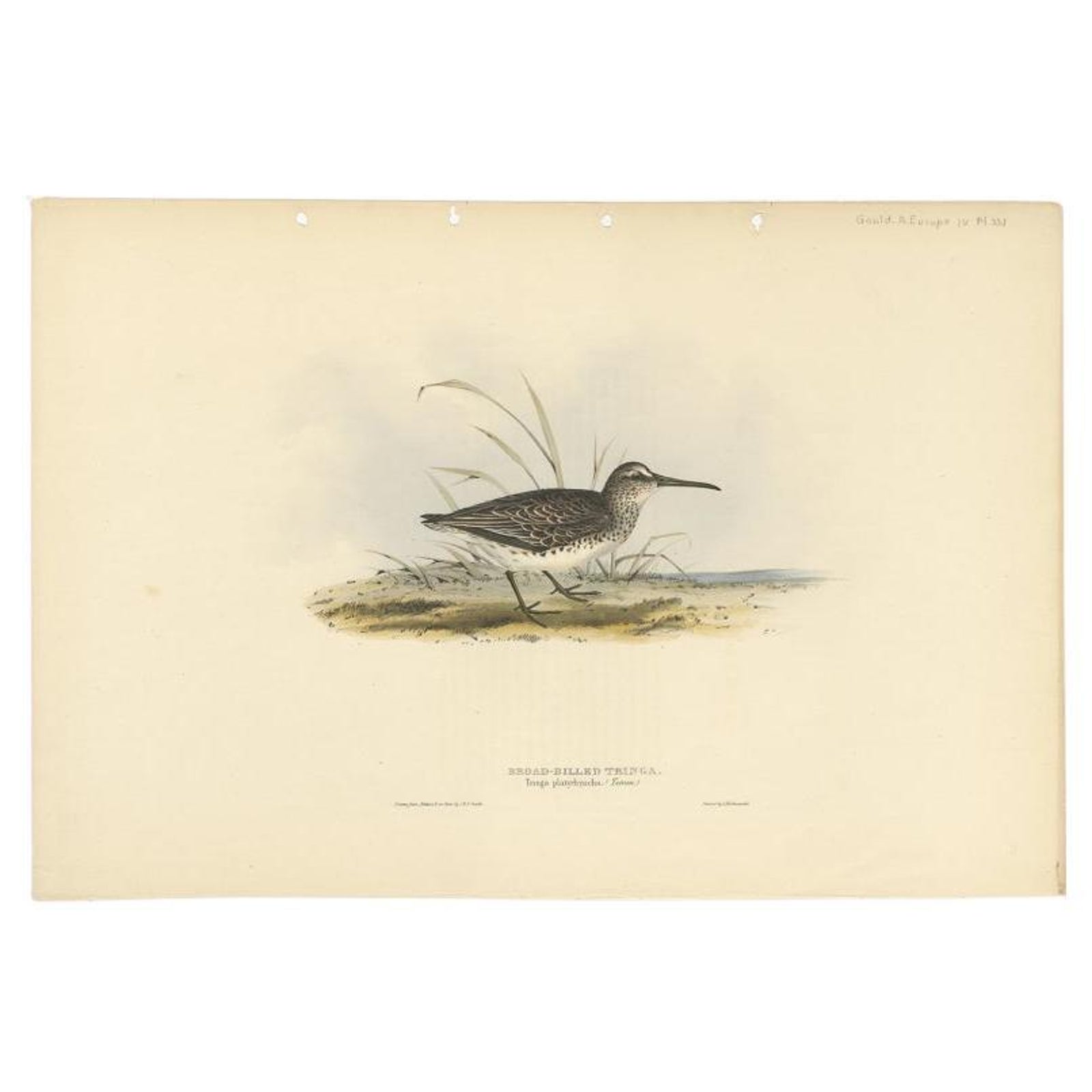 Antique Bird Print of the Broad-Billed Sandpiper by Gould, 1832