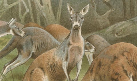 Red Kangaroo, Antique Australian Wildlife Chromolithograph, 1894, close-up 4