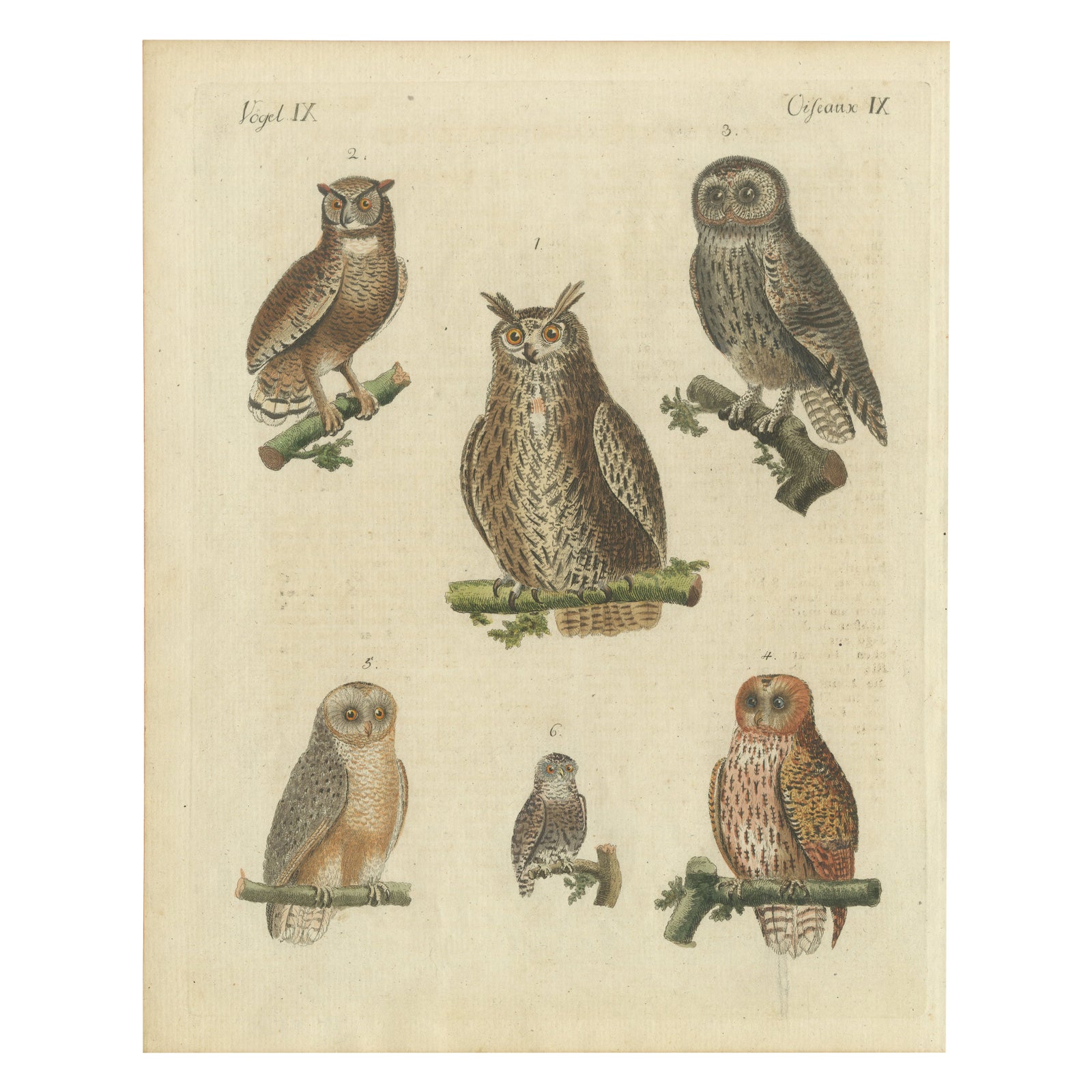 European Owls, Antique Hand-Colored Bird Engraving, Vogel IX, c.1800