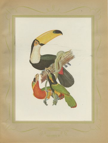 Toucans and Aracaris, Brazilian Bird Print, Descourtilz, 1944