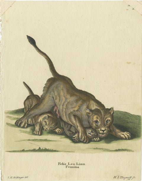 Original Antique Print of a Lioness and Lion Cubs by Ridinger, view 2