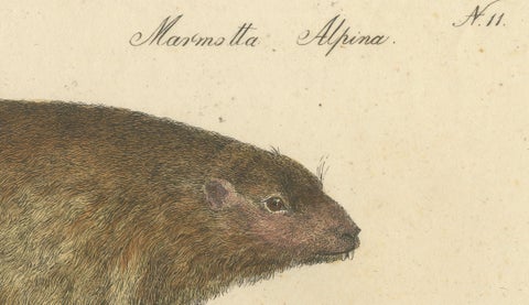 Alpine Marmot, Hamster, Lemming & Rock Hyrax, Brodtmann Lithograph, 1816, close-up 6