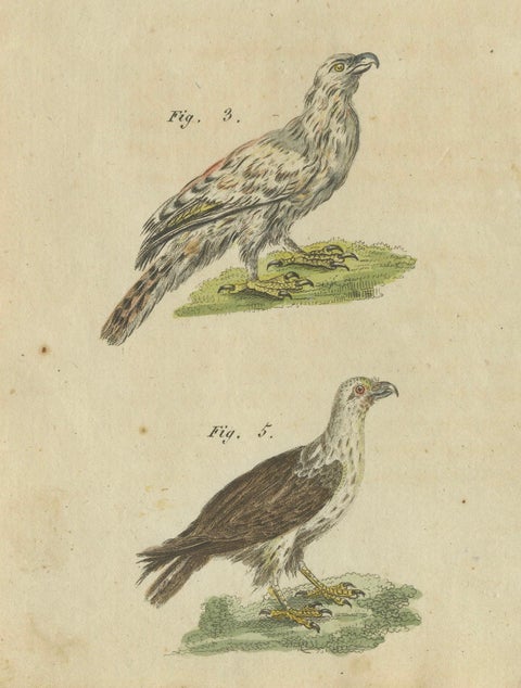 Birds of Prey: Hand-Colored Engraving of Raptors, Published in 1805 by Bertuch, close-up 1