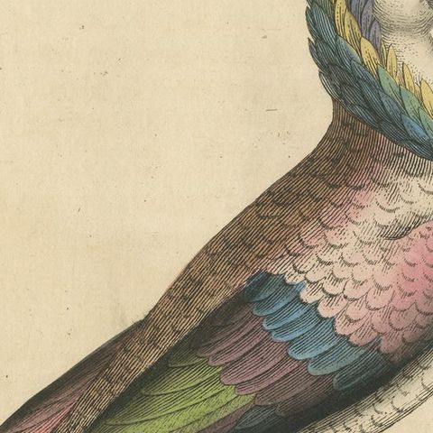 Antique Bird Print of a Jacobin Pigeon, Hand-Colored in 1740, close-up 2