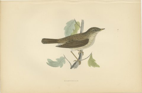 Nightingale Perched among Lobed Leaves, Morris Bird Print, 1896, view 2