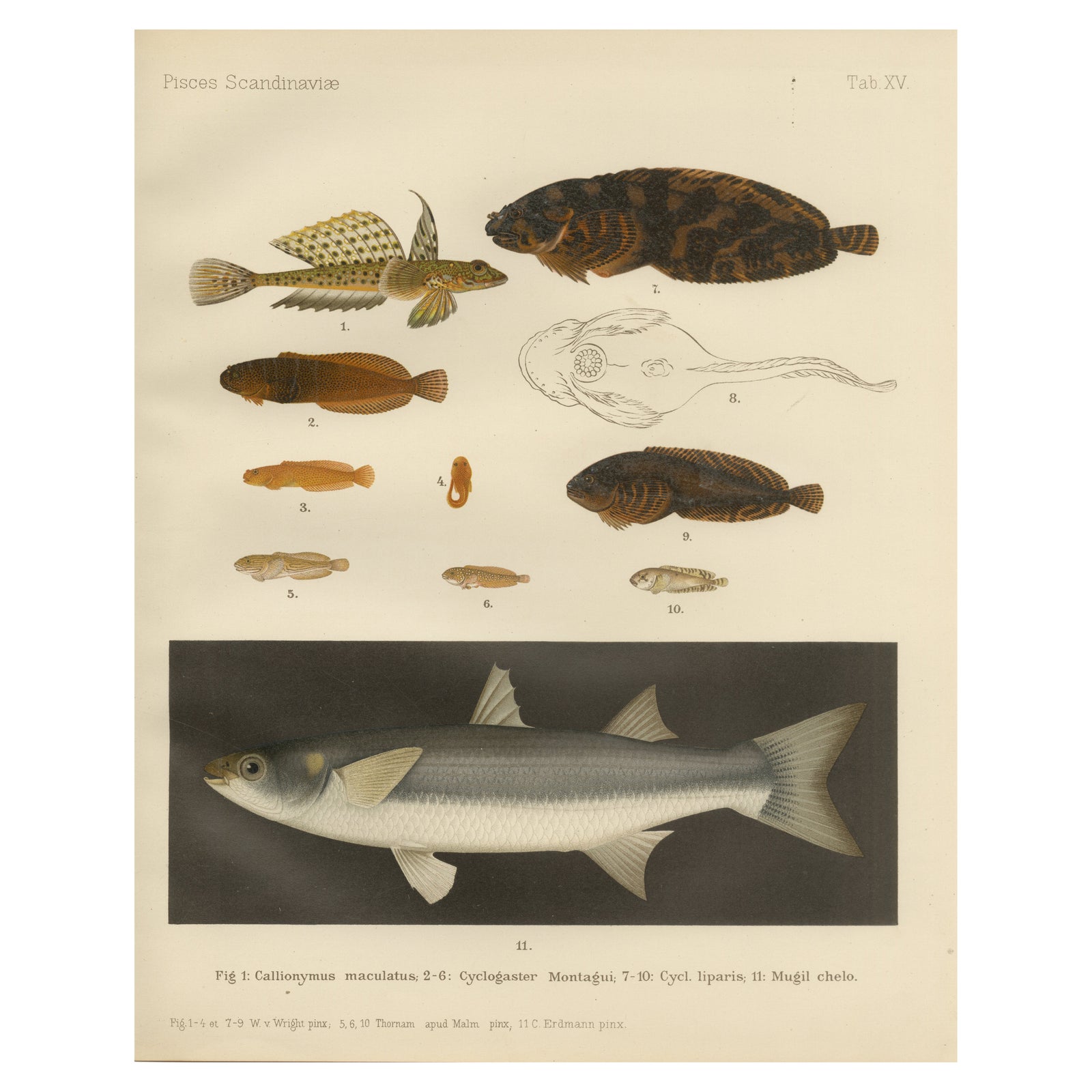 Spotted Dragonet, Montagu’s Sucker, Liparis, Thicklip Grey Mullet - Fish Prints