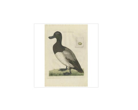 Greater Scaup, Antique Bird Engraving Anas Marila by Nozeman and Sepp, 1770, view 2