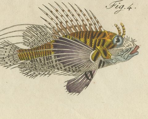 Lionfish, Chimaera, Scorpionfish and Boxfish, Antique Bertuch Print, circa 1805, close-up 2