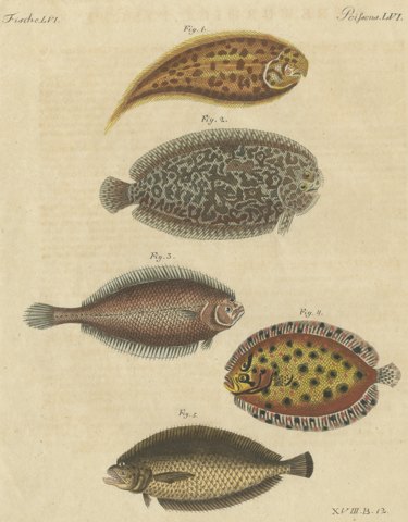 Five Soles and Flatfish, Antique Bertuch Print, circa 1815