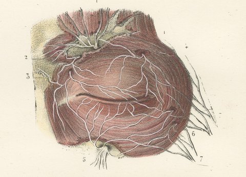 Vessels of the Eyelids and Orbit, Antique Hirschfeld Anatomy Print, 1866, view 4