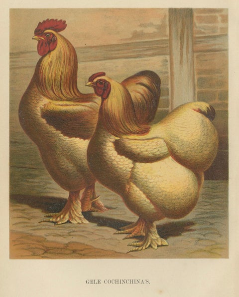 The Majestic Golden Cochinchina: A Rare 19th-Century Poultry Lithograph, close-up 2