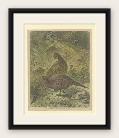 Illustration of Noble Pheasants (Edelfasanen)" by August Specht, 1870, shown framed