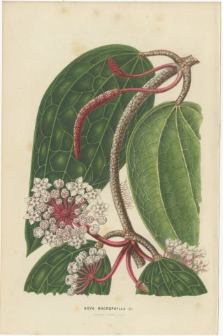 Hoya Macrophylla, Wax Plant in Flower Chromolithograph, 1859, view 2