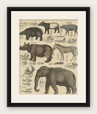 Antique Print of a Tapir, Hippo, Zebra, Elephant & Other Animals by Oken, '1840', shown framed