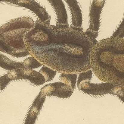 Antique Print of a Female Sri Lanka Ornamental Tiger Spider or Tarantula, 1833, close-up 5