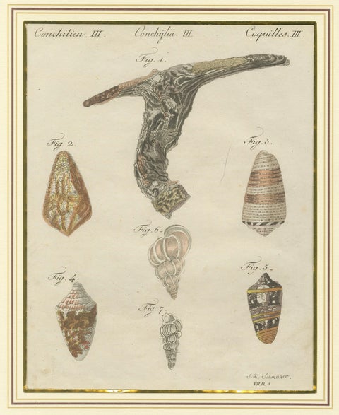 Antique Exotic Seashells & Cone Shells Engraving, Bertuch, c.1800, close-up 1