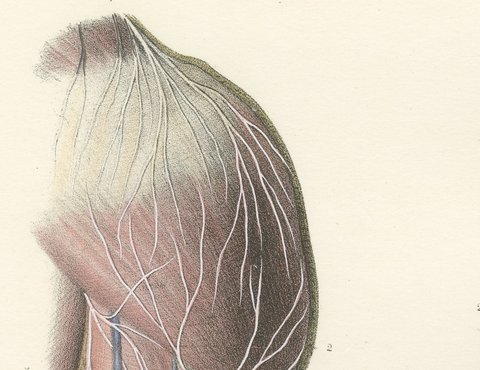 Nerves of the Back of the Arm and Hand, Antique Hirschfeld Anatomy Print, 1866, view 3