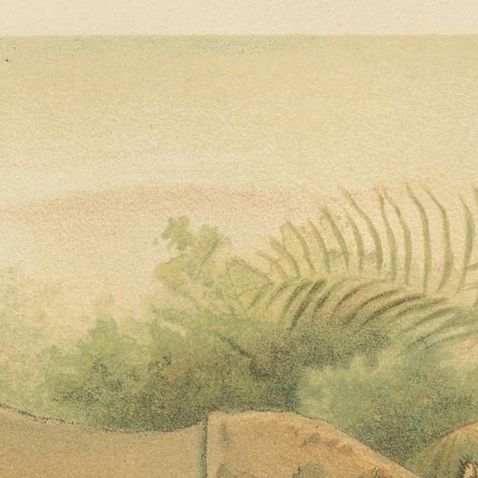 Indian Rhinoceros, Antique Natural History Chromolithograph, 1894, close-up 1